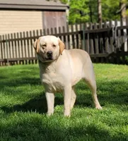 Tilly , a female Labrador Retriever for sale in Woodsville, NH – 1 of 2