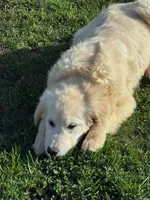 Beatrice , a female English Cream Golden Retriever for sale in Woodsville, NH – 2 of 5