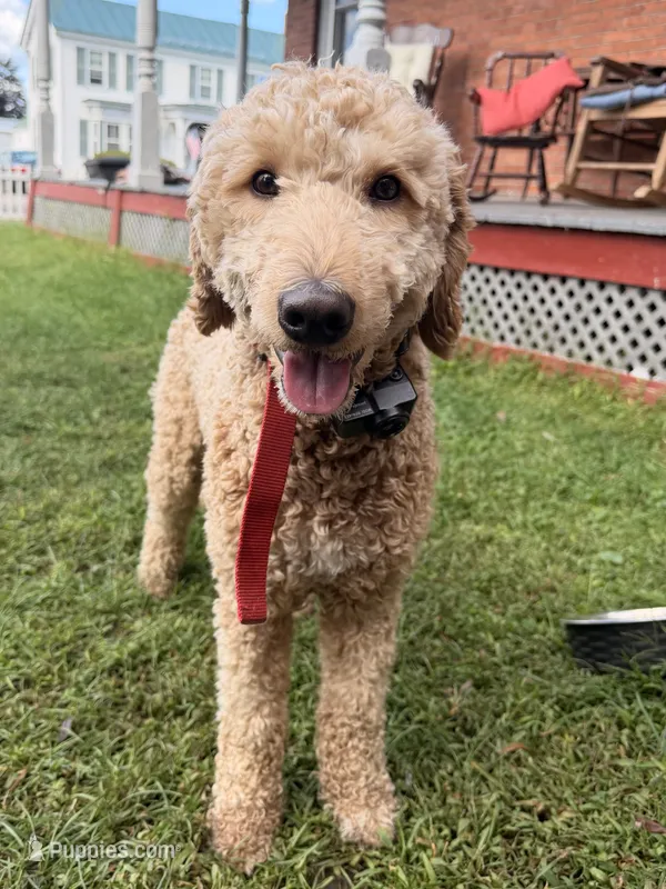 Milo – Goldendoodle puppy for sale in North Haverhill, NH