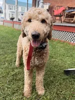 Milo, a male Goldendoodle for sale in North Haverhill, NH – 1 of 3