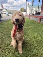Milo, a male Goldendoodle for sale in North Haverhill, NH – 3 of 3