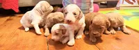 River , a female Miniature Goldendoodle for sale in Woodsville, NH – 2 of 4