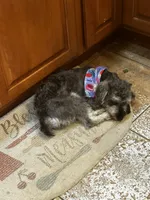 Phoebe , a female Miniature Schnauzer for sale in Woodsville, NH – 1 of 3
