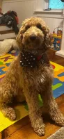 Willow, a female Goldendoodle for sale in Woodsville, NH – 4 of 5
