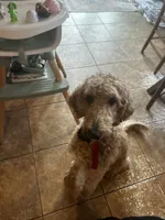 Miss Willow , a female Goldendoodle and Poodle - Standard  for sale in Woodsville, NH – 5 of 5