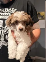Darla , a female Poodle - Toy  for sale in North Haverhill, NH – 3 of 4