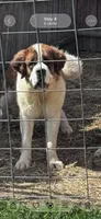 Lilly , a female Saint Bernard for sale in Woodsville, NH – 2 of 2