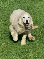 Beatrice , a female English Cream Golden Retriever for sale in Woodsville, NH – 3 of 5
