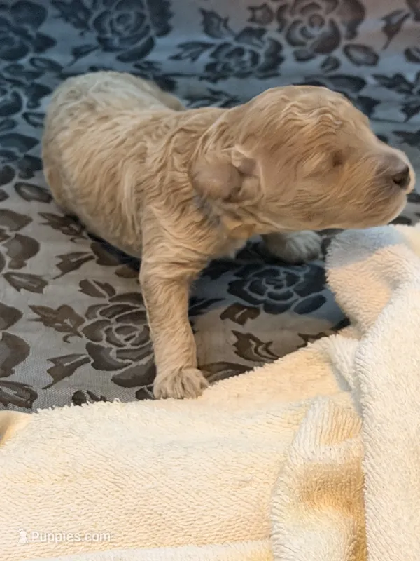 Lilac  – Poodle - Toy  puppy for sale in North Haverhill, NH