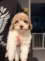 Peter , a male Poodle - Toy  for sale in North Haverhill, NH – 3 of 4