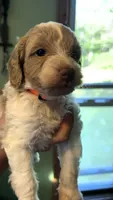 Lily , a female Poodle - Toy  and Miniature Goldendoodle for sale in Woodsville, NH – 2 of 3