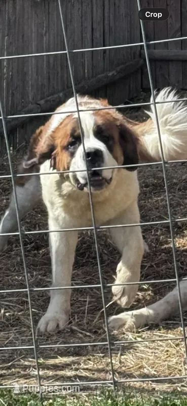 Lilly  – Saint Bernard puppy for sale in Woodsville, NH