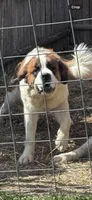 Lilly , a female Saint Bernard for sale in Woodsville, NH – 1 of 2