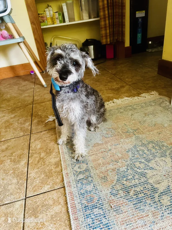Phoebe (fi fi )  – Miniature Schnauzer puppy for sale in Woodsville, NH