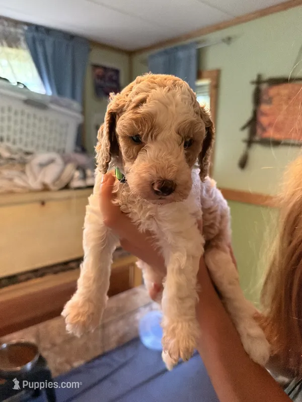 River  – Miniature Goldendoodle puppy for sale in Woodsville, NH