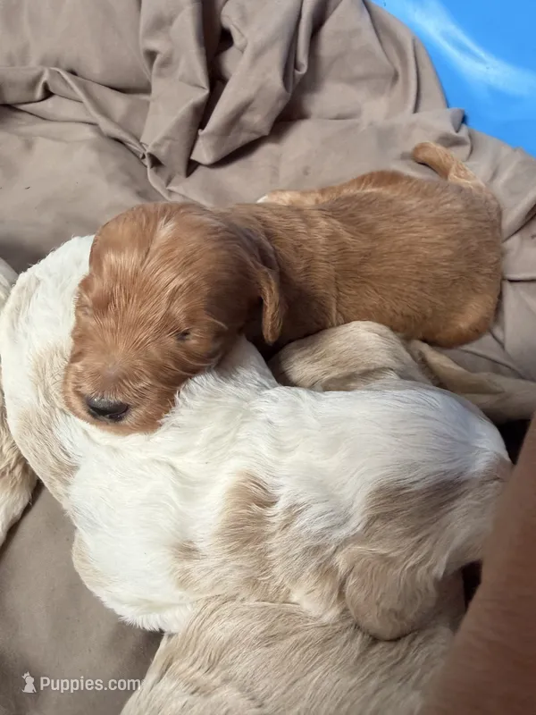 Copper  – Goldendoodle, Poodle - Toy  puppy for sale in Woodsville, NH