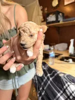 Bella , a female Poodle - Toy  for sale in Woodsville, NH – 3 of 3