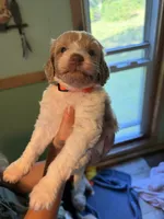 Lily , a female Poodle - Toy  and Miniature Goldendoodle for sale in Woodsville, NH – 3 of 3