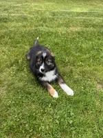 Bear, a male Australian Shepherd for sale in Woodsville, NH – 3 of 3