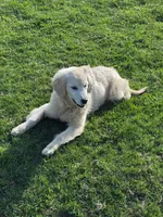 Beatrice , a female English Cream Golden Retriever for sale in Woodsville, NH – 5 of 5