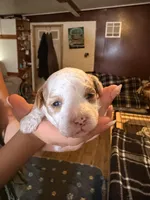 Cutie , a female Poodle - Toy  for sale in Woodsville, NH – 2 of 2