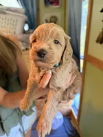 Coby , a male Poodle - Toy  and Miniature Goldendoodle for sale in Woodsville, NH – 3 of 3