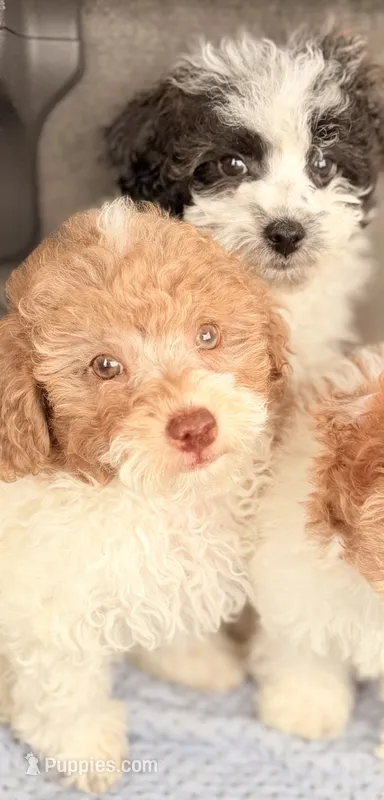 Peter  – Poodle - Toy  puppy for sale in North Haverhill, NH