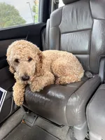 Milo, a male Goldendoodle for sale in North Haverhill, NH – 2 of 3