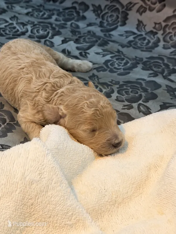Buster  – Poodle - Toy  puppy for sale in North Haverhill, NH
