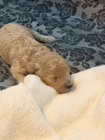 Buster , a male Poodle - Toy  for sale in North Haverhill, NH – 1 of 3