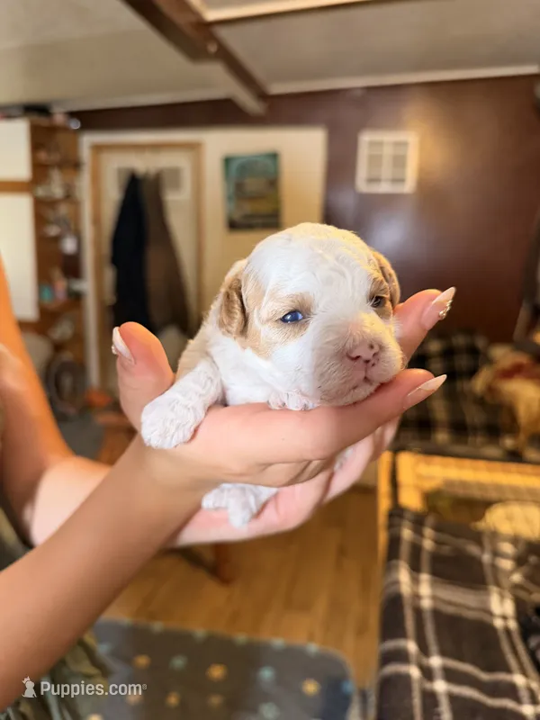 Cutie  – Poodle - Toy  puppy for sale in Woodsville, NH