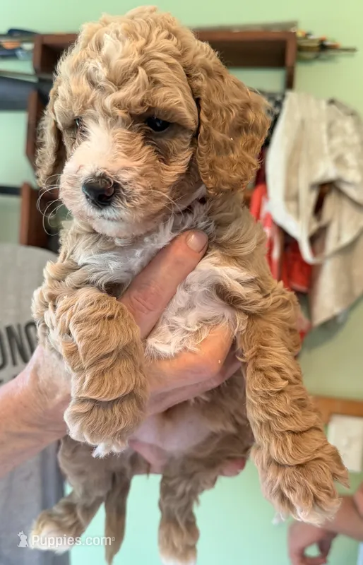 Lainey  – Goldendoodle, Poodle - Toy  puppy for sale in Woodsville, NH