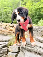Thelma , a female Bernese Mountain Dog for sale in Woodsville, NH – 2 of 3
