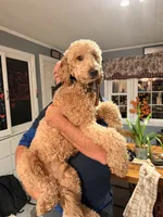 Milo , a male Goldendoodle and Poodle - Miniature  for sale in North Haverhill, NH – 3 of 7