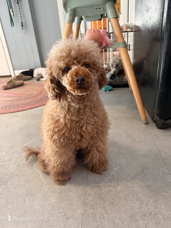 Minnie – Poodle - Toy  puppy for sale in North Haverhill, NH