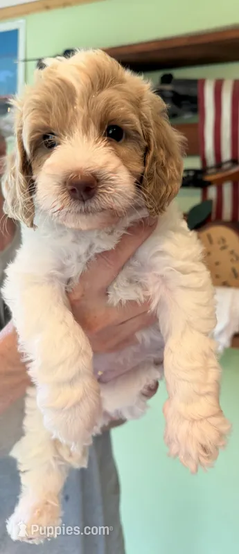 River  – Miniature Goldendoodle puppy for sale in Woodsville, NH
