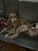 Miss Willow , a female Goldendoodle and Poodle - Standard  for sale in Woodsville, NH – 2 of 5