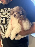 Darla , a female Poodle - Toy  for sale in North Haverhill, NH – 4 of 4