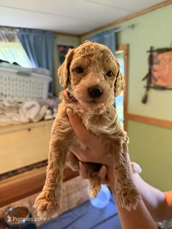 Lainey  – Goldendoodle, Poodle - Toy  puppy for sale in Woodsville, NH
