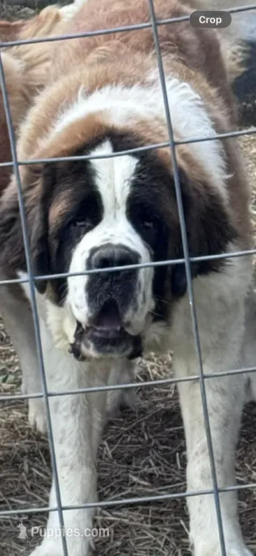 Cujo – Saint Bernard puppy for sale in Woodsville, NH