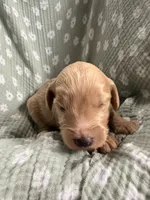 Copper , a male Goldendoodle and Poodle - Toy  for sale in Woodsville, NH – 2 of 2