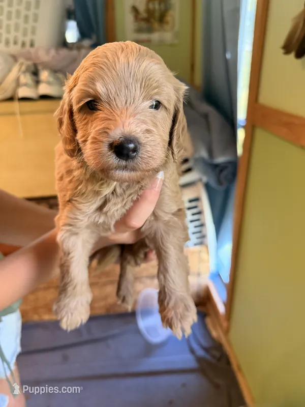 Coby  – Poodle - Toy , Miniature Goldendoodle puppy for sale in Woodsville, NH