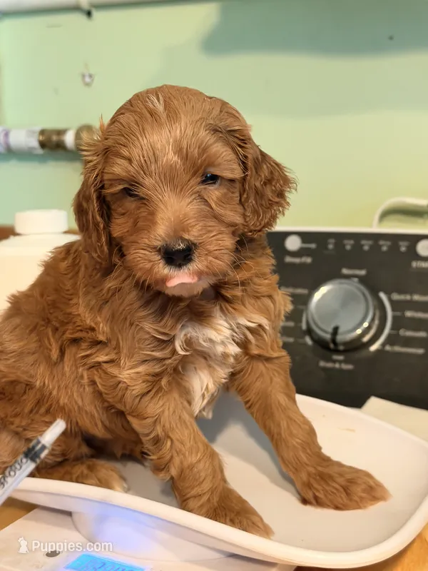 Copper  – Goldendoodle, Poodle - Toy  puppy for sale in Woodsville, NH