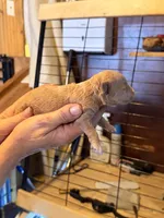 Buster , a male Poodle - Toy  for sale in North Haverhill, NH – 2 of 3