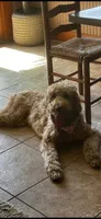 Willow, a female Goldendoodle for sale in Woodsville, NH – 2 of 5