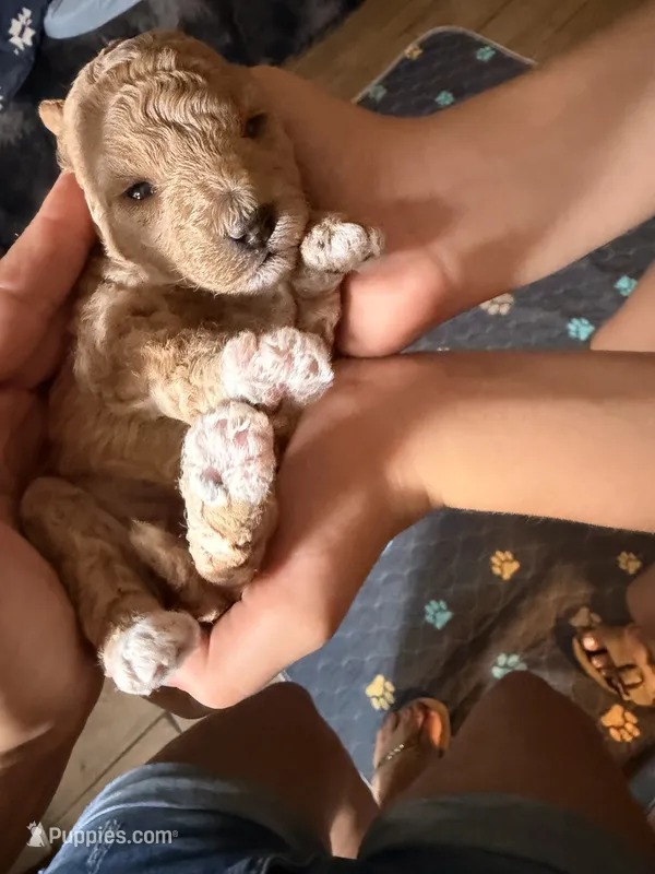 Bella  – Poodle - Toy  puppy for sale in Woodsville, NH