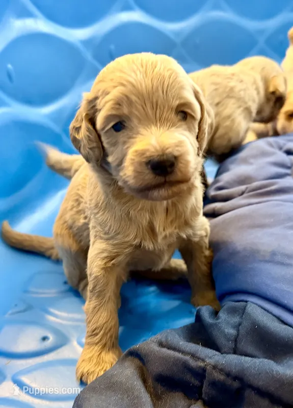 Coby  – Miniature Goldendoodle puppy for sale in Woodsville, NH