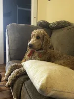 Miss Willow , a female Goldendoodle and Poodle - Standard  for sale in Woodsville, NH – 4 of 5