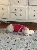 Daisy , a female Poodle - Toy  and Poodle - Miniature  for sale in North Haverhill, NH – 3 of 3