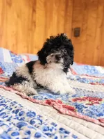 Barney , a male Poodle - Toy  for sale in North Haverhill, NH – 2 of 2